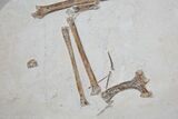 Pterosaur Wing (Rhamphorhynchus) - Solnhofen Limestone #115538-3